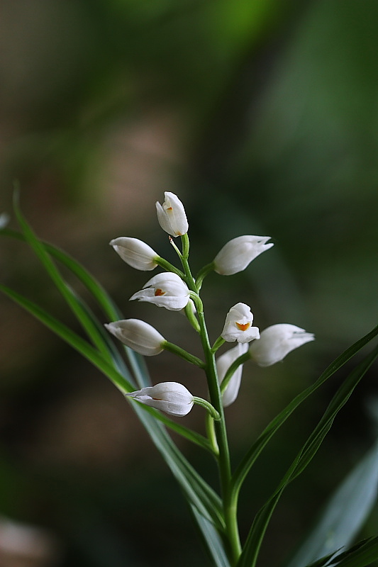 Platanthera chlorantha e altro.